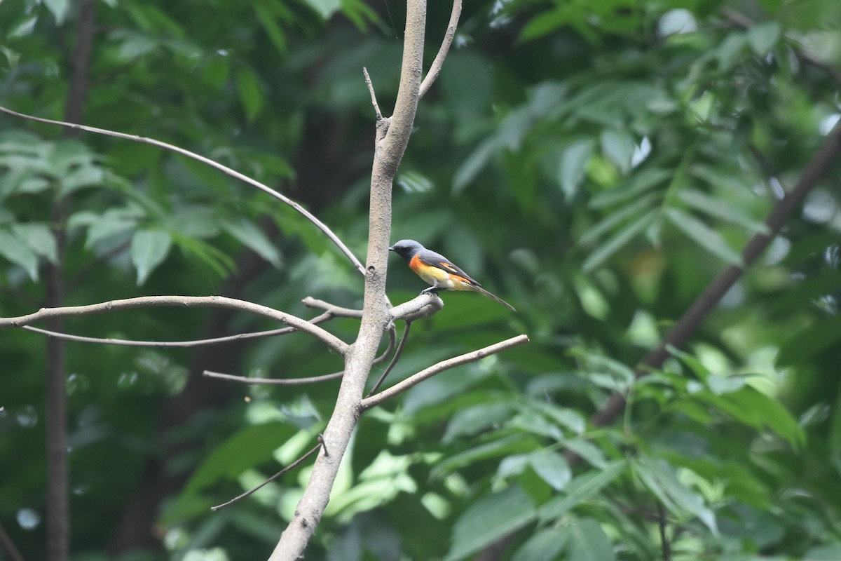 Small Minivet - Gyanchandra Gyani