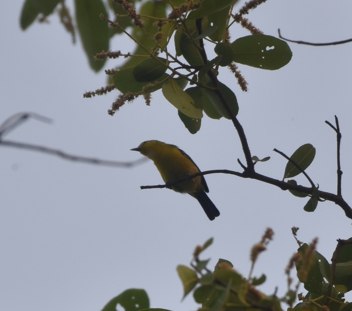 Common Iora - Gyanchandra Gyani