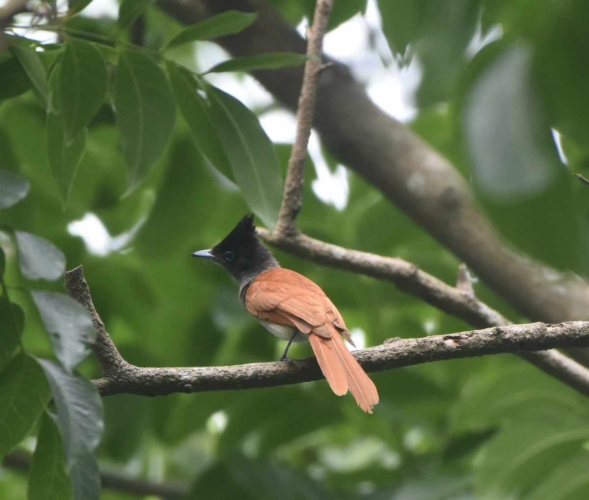 Indian Paradise-Flycatcher - Gyanchandra Gyani