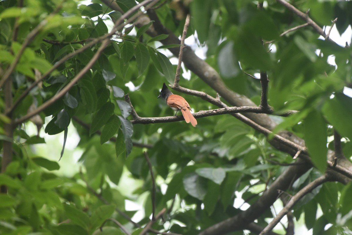 Indian Paradise-Flycatcher - Gyanchandra Gyani