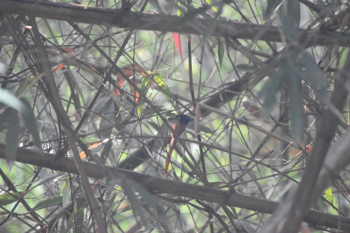 Indian Paradise-Flycatcher - Gyanchandra Gyani