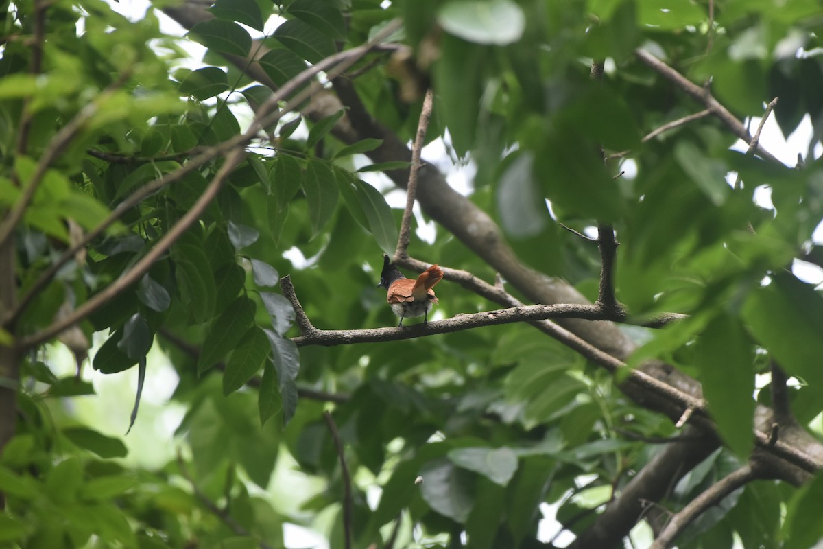 Indian Paradise-Flycatcher - Gyanchandra Gyani