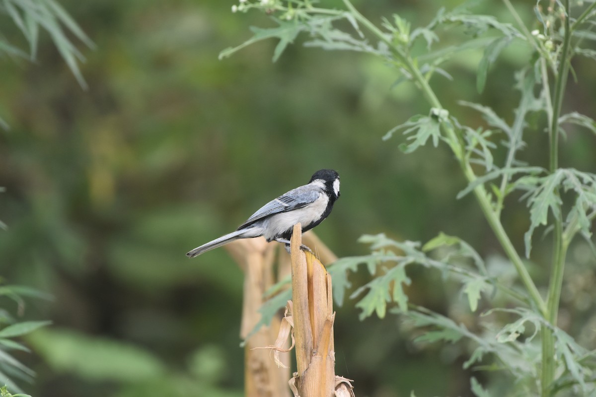 Cinereous Tit - Gyanchandra Gyani