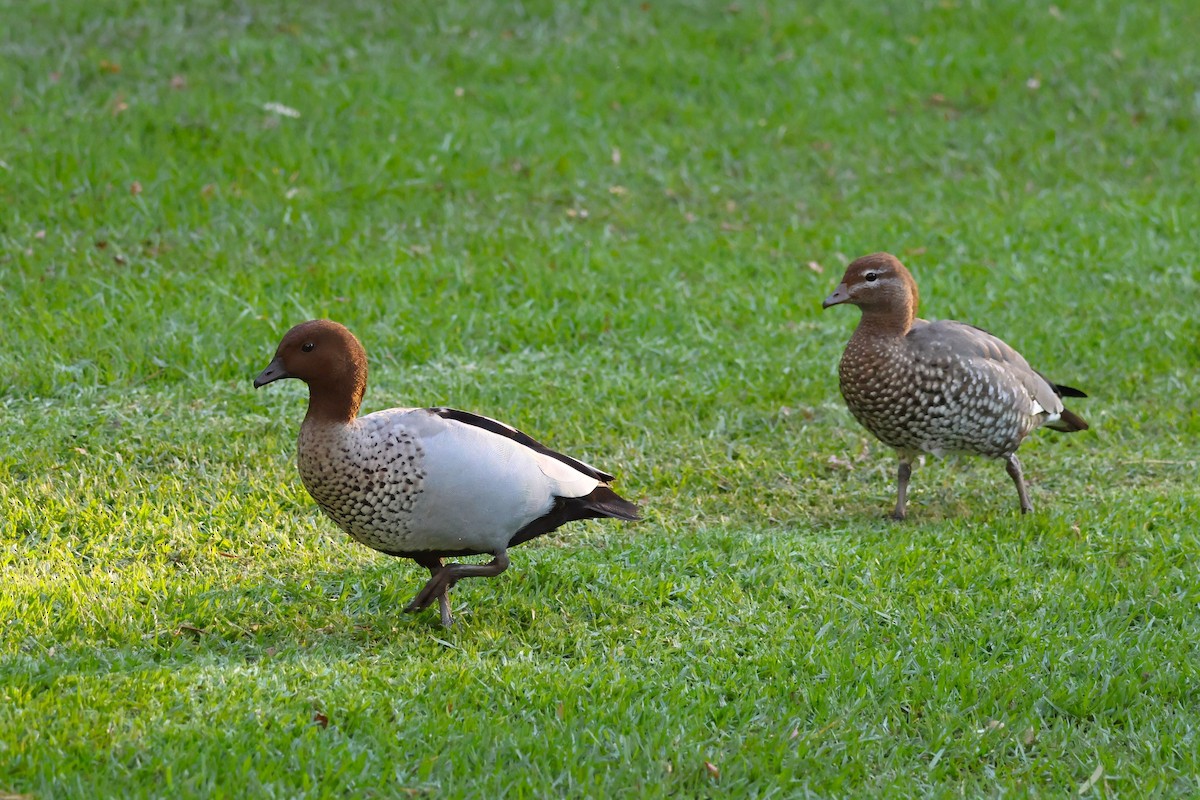 Maned Duck - Heather Williams