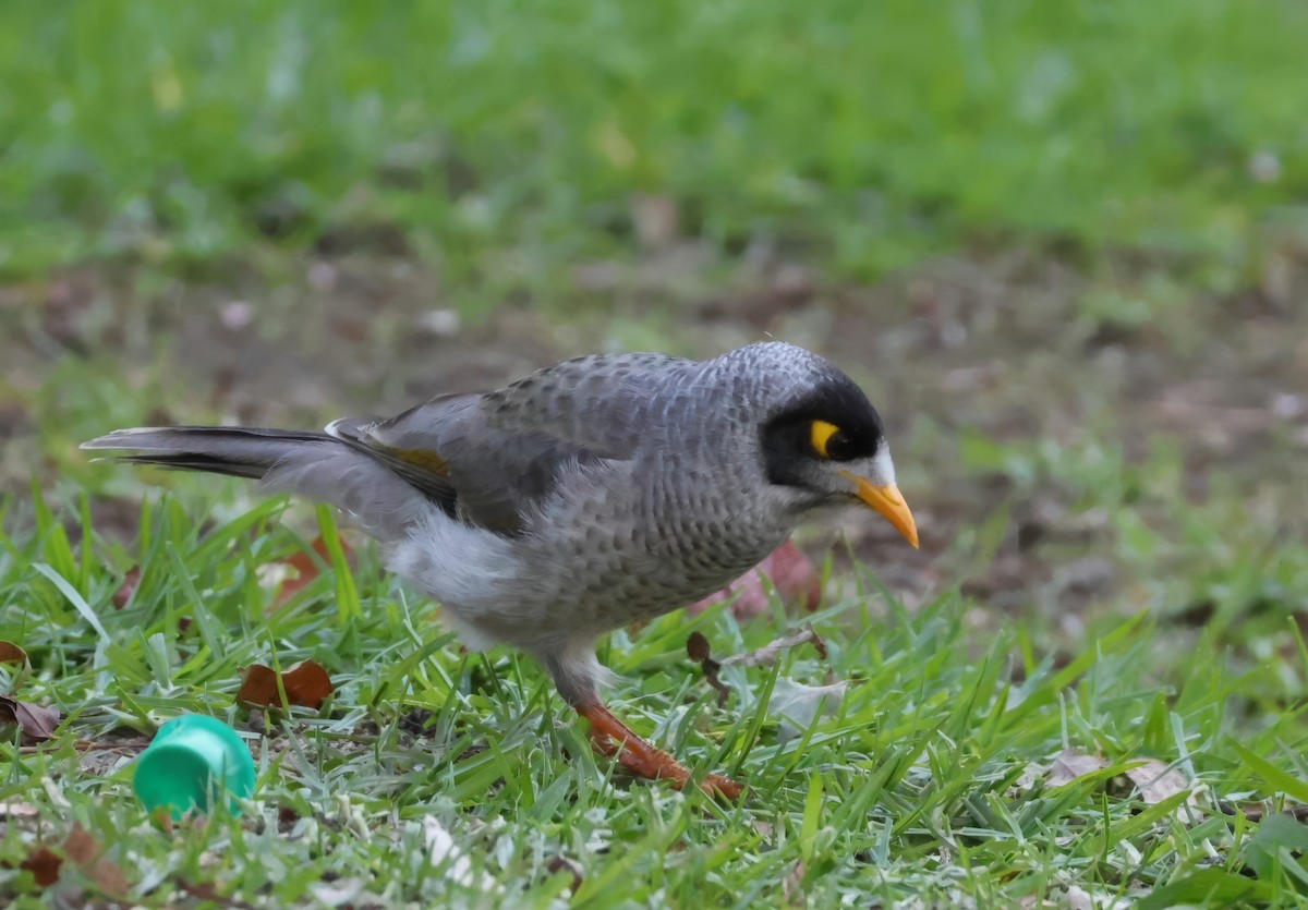 Noisy Miner - Heather Williams