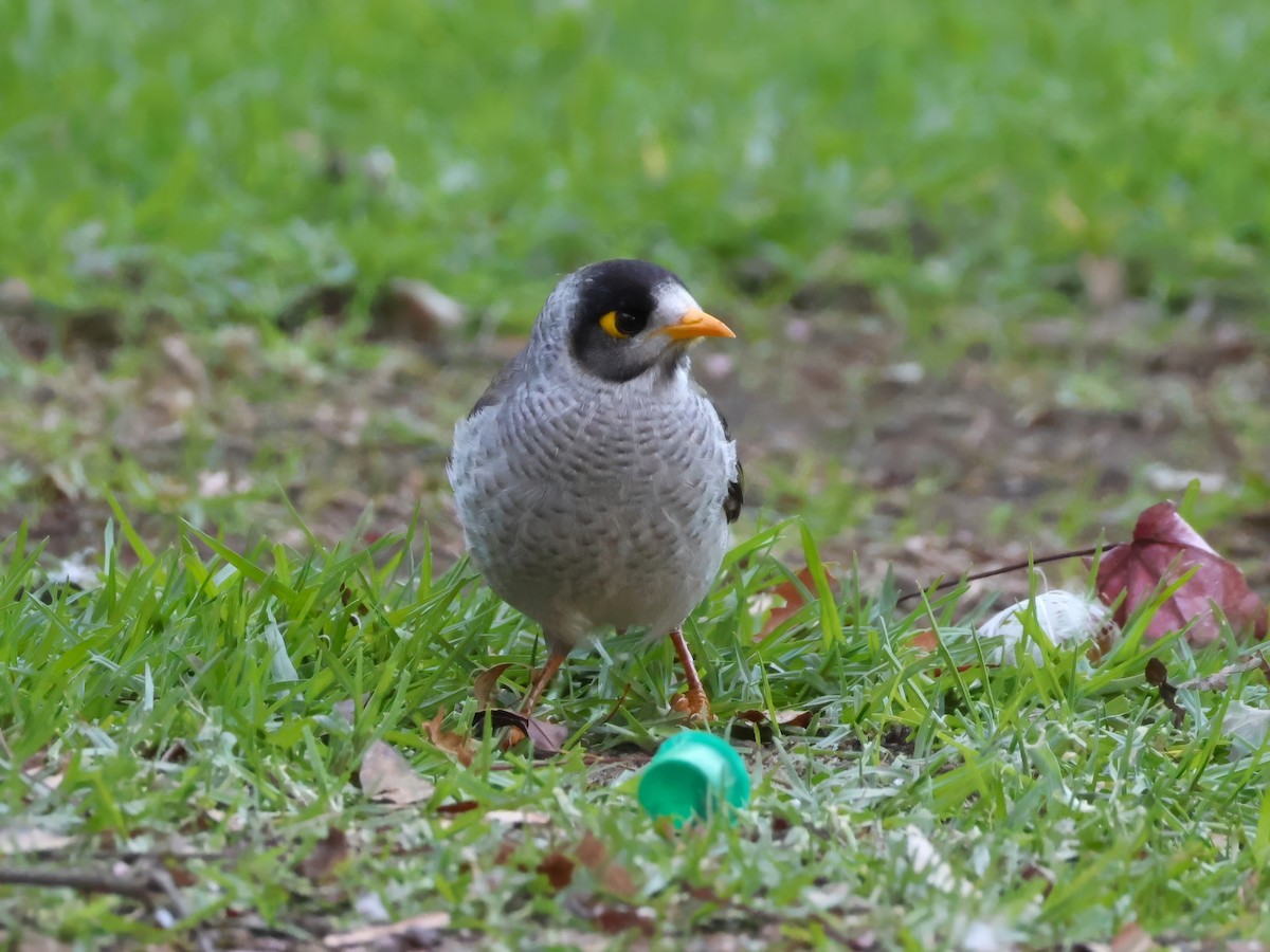 Noisy Miner - Heather Williams