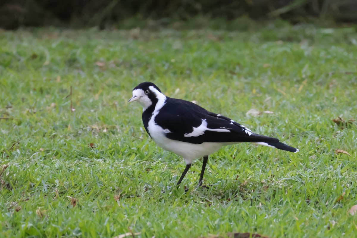 Magpie-lark - Heather Williams