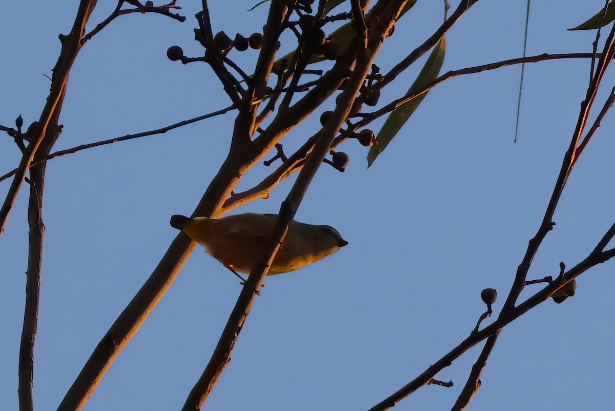 Spotted Pardalote - Heather Williams