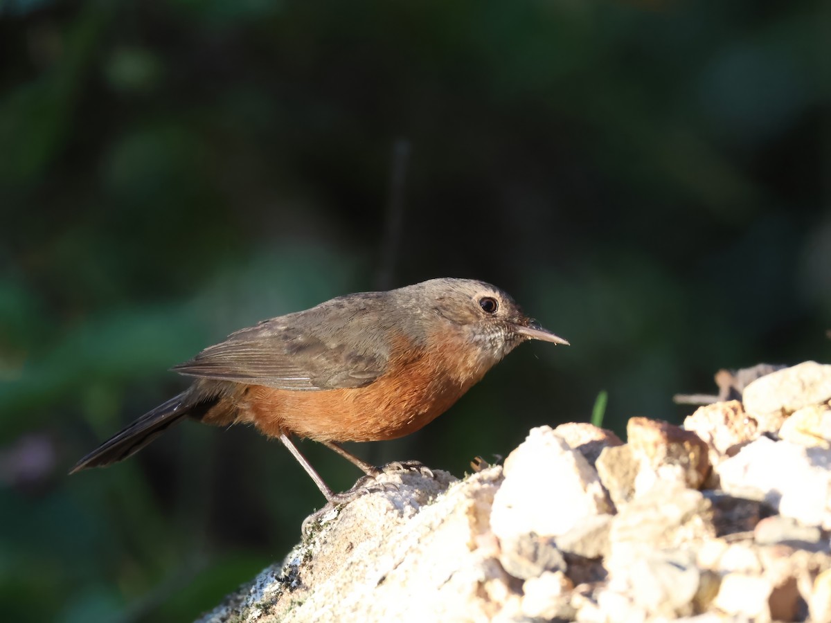 Rockwarbler - Heather Williams