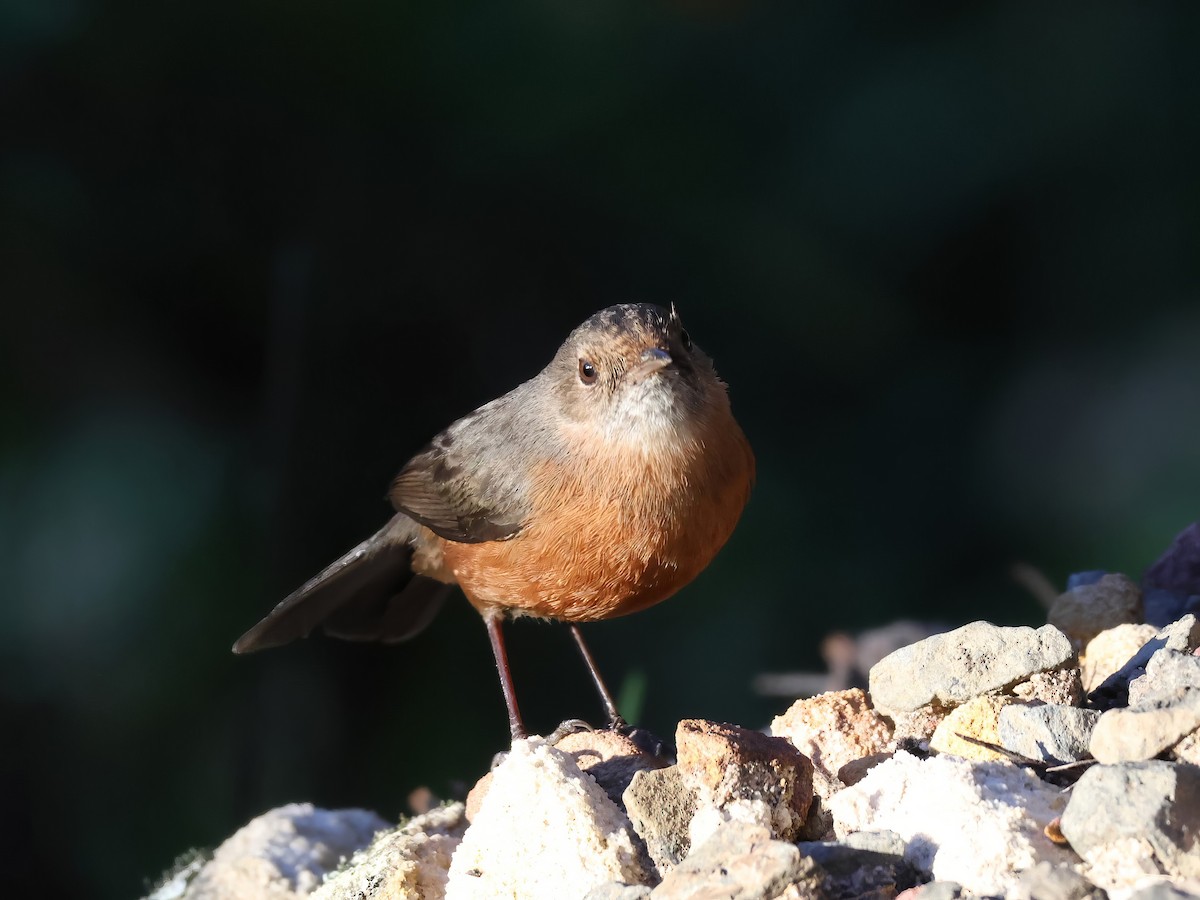 Rockwarbler - Heather Williams