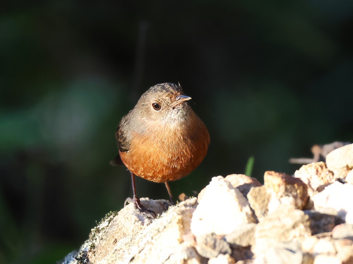 Rockwarbler - Heather Williams