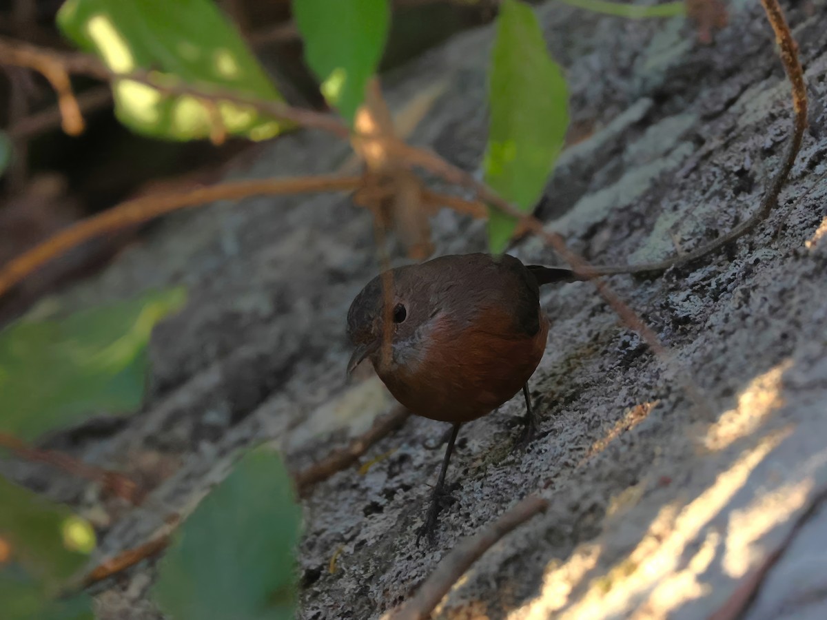 Rockwarbler - Heather Williams