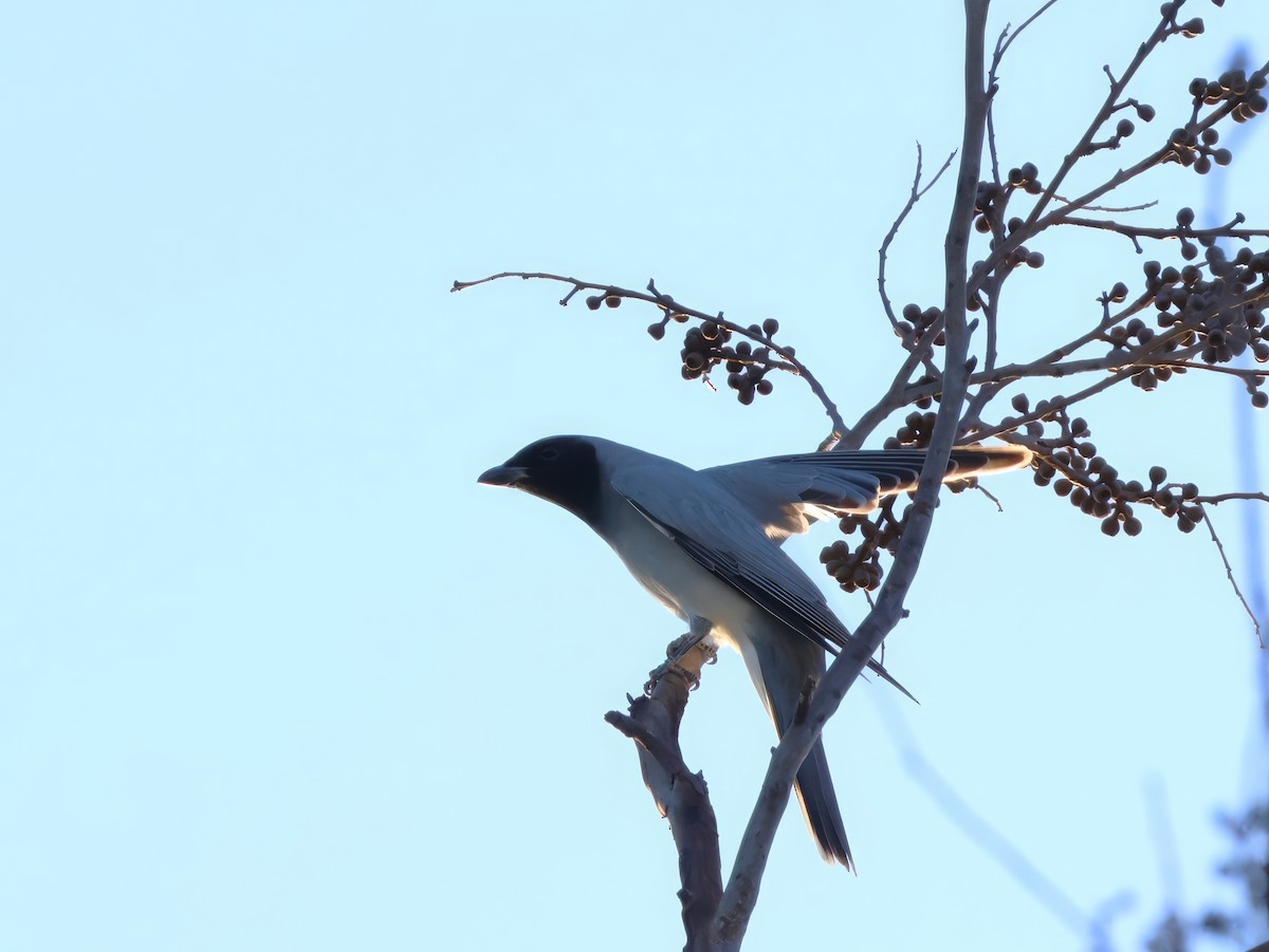 Black-faced Cuckooshrike - Heather Williams