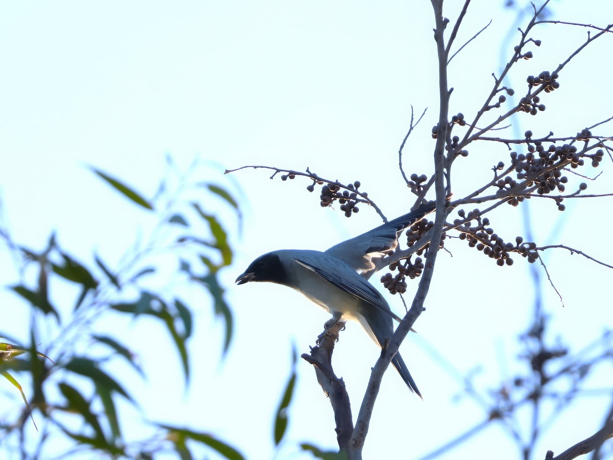 Black-faced Cuckooshrike - ML619477762