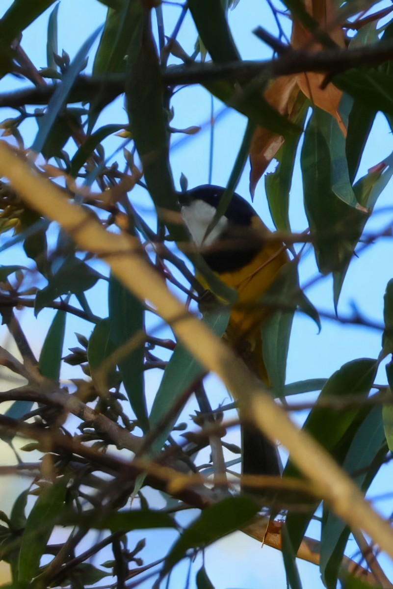 Golden Whistler - Heather Williams