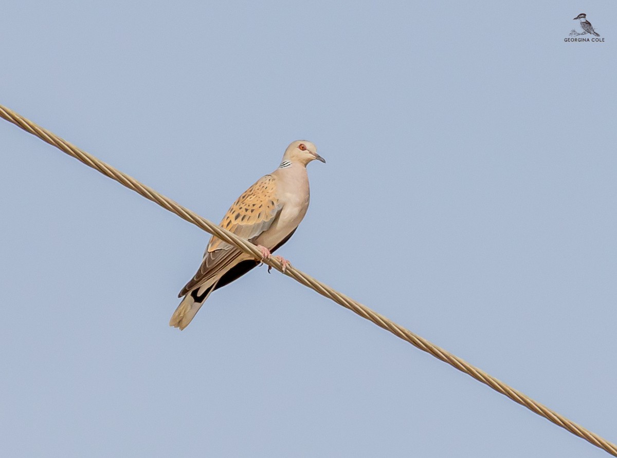 European Turtle-Dove - Georgina Cole