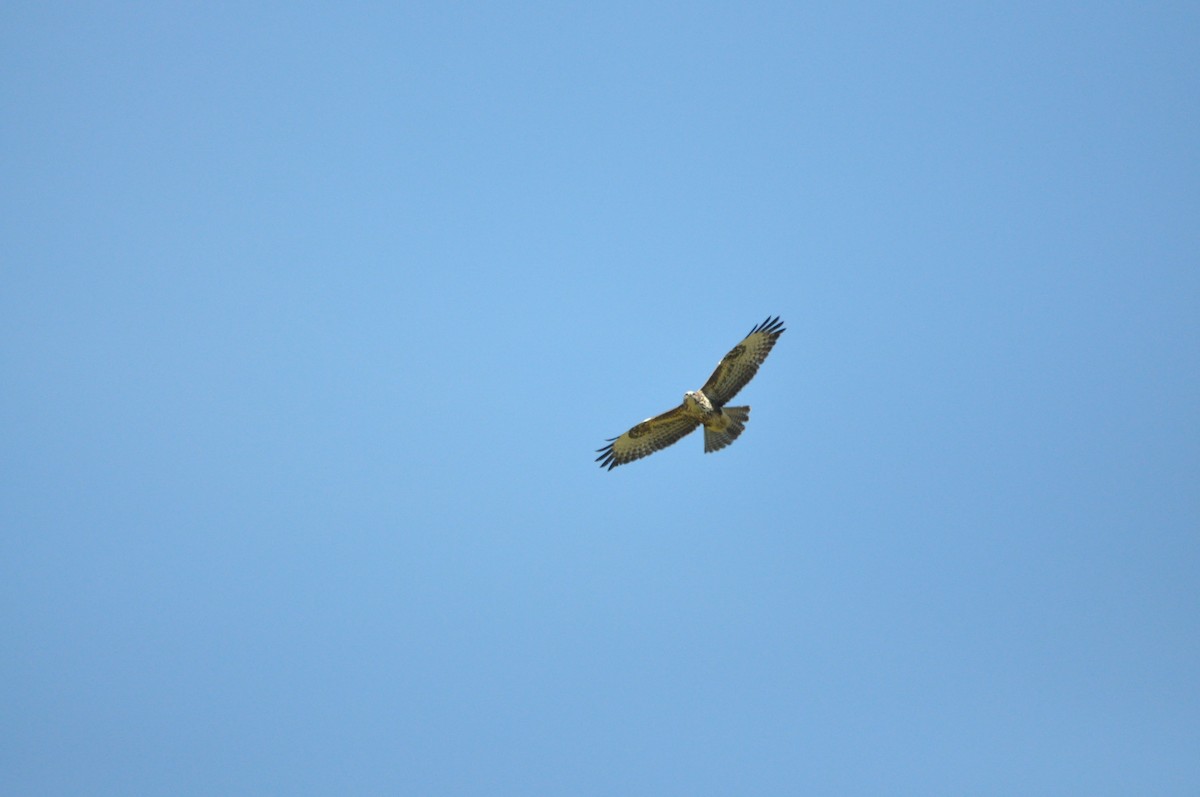 Common Buzzard - Samuel Hilaire