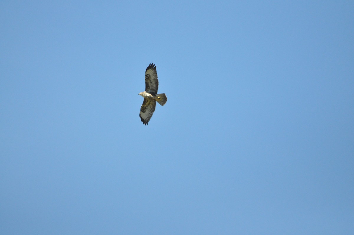 Common Buzzard - Samuel Hilaire