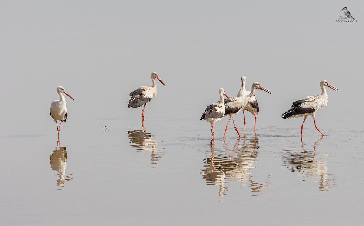 White Stork - ML619477775