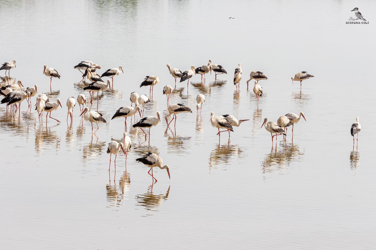 White Stork - ML619477776