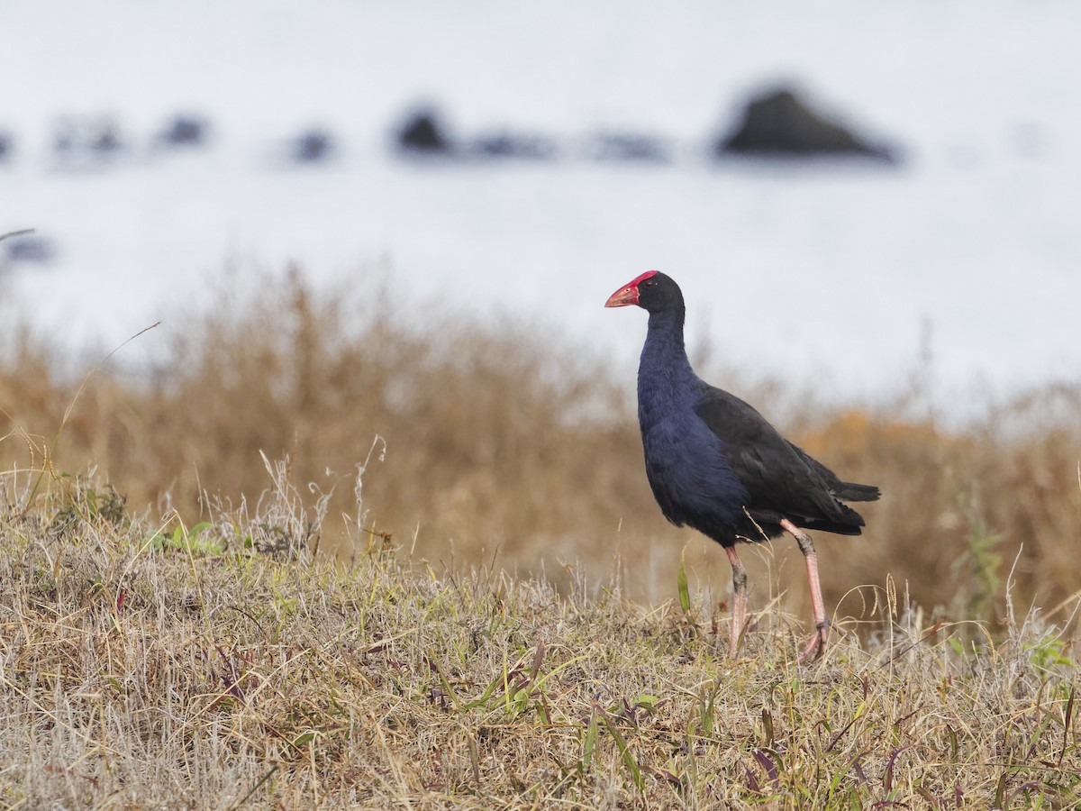 Australasian Swamphen - Angus Wilson