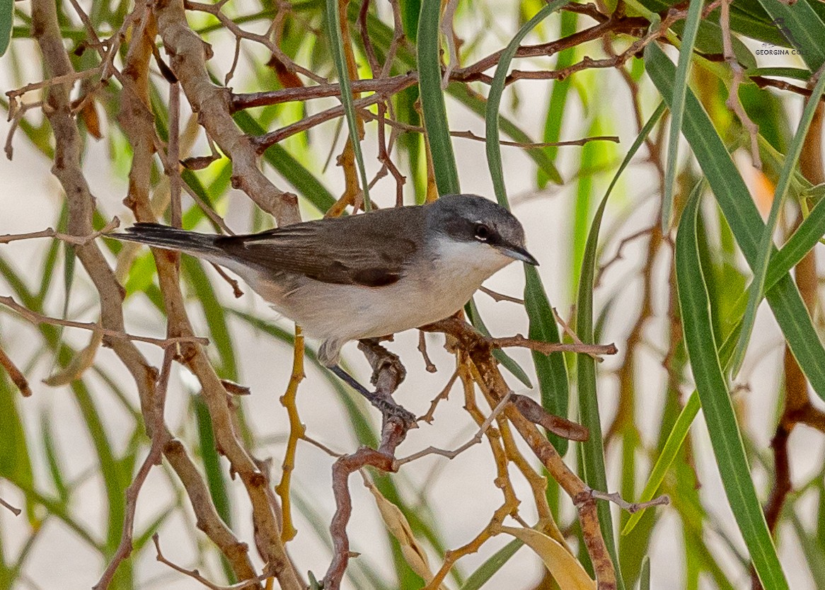 Lesser Whitethroat - Georgina Cole