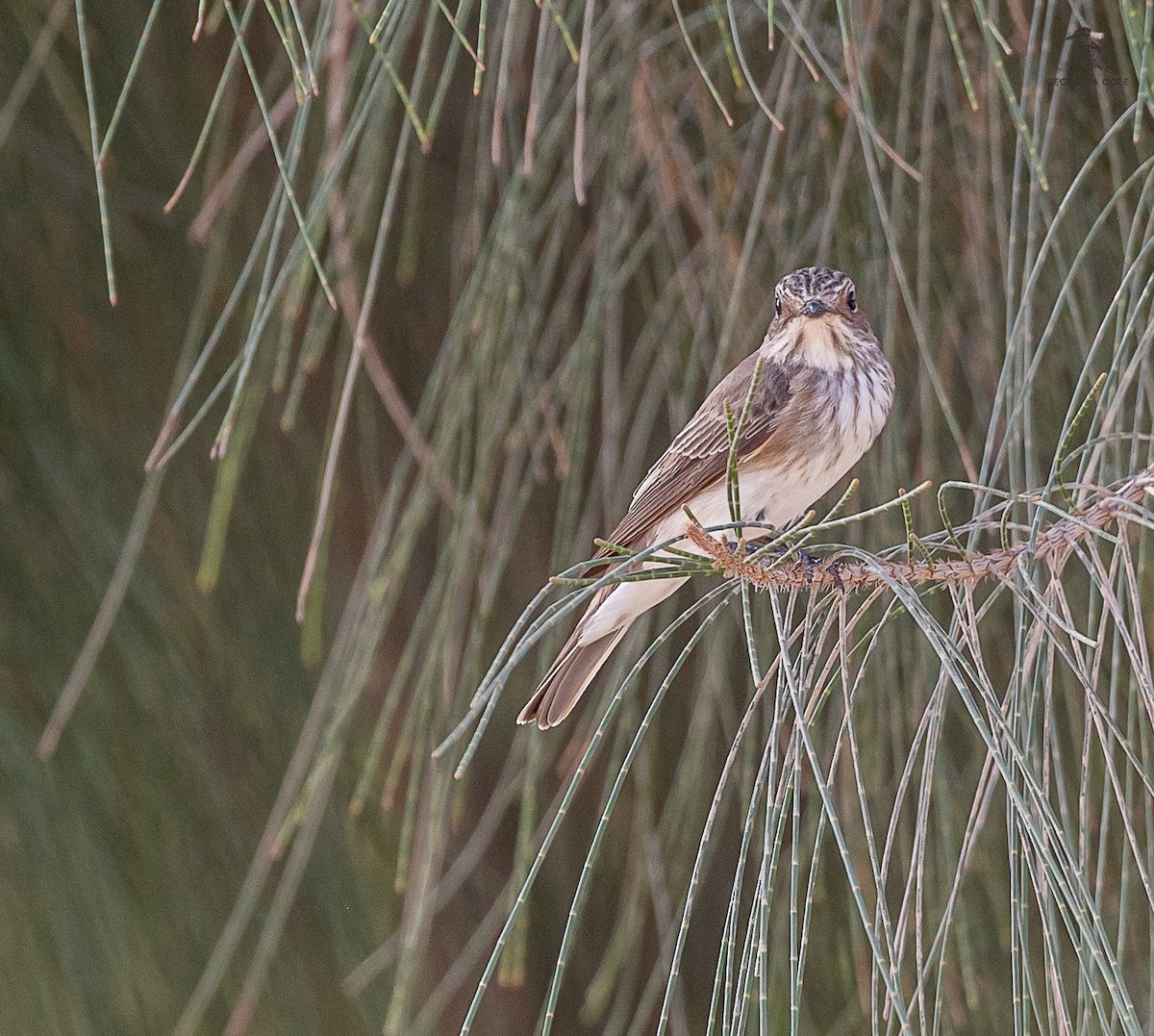 Spotted Flycatcher - Georgina Cole