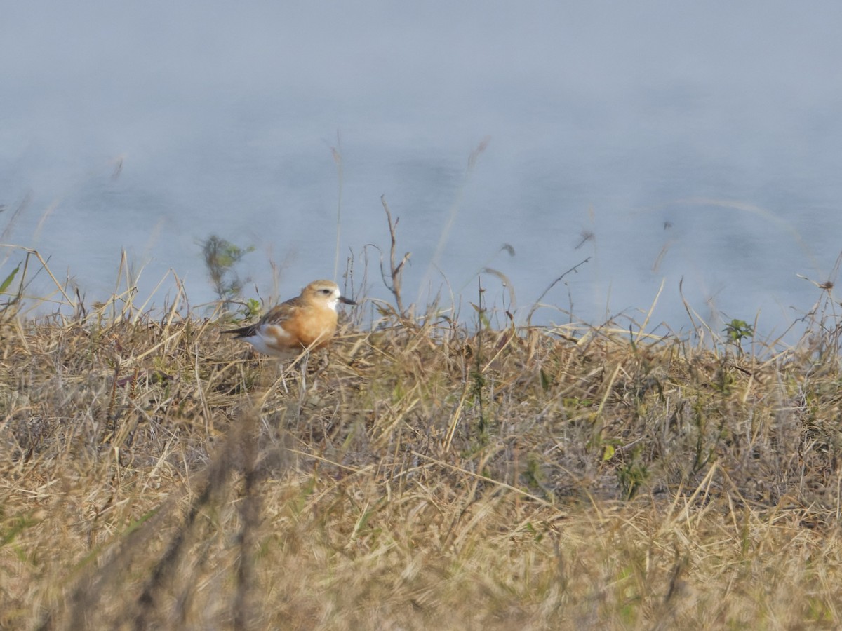 Red-breasted Dotterel - Angus Wilson