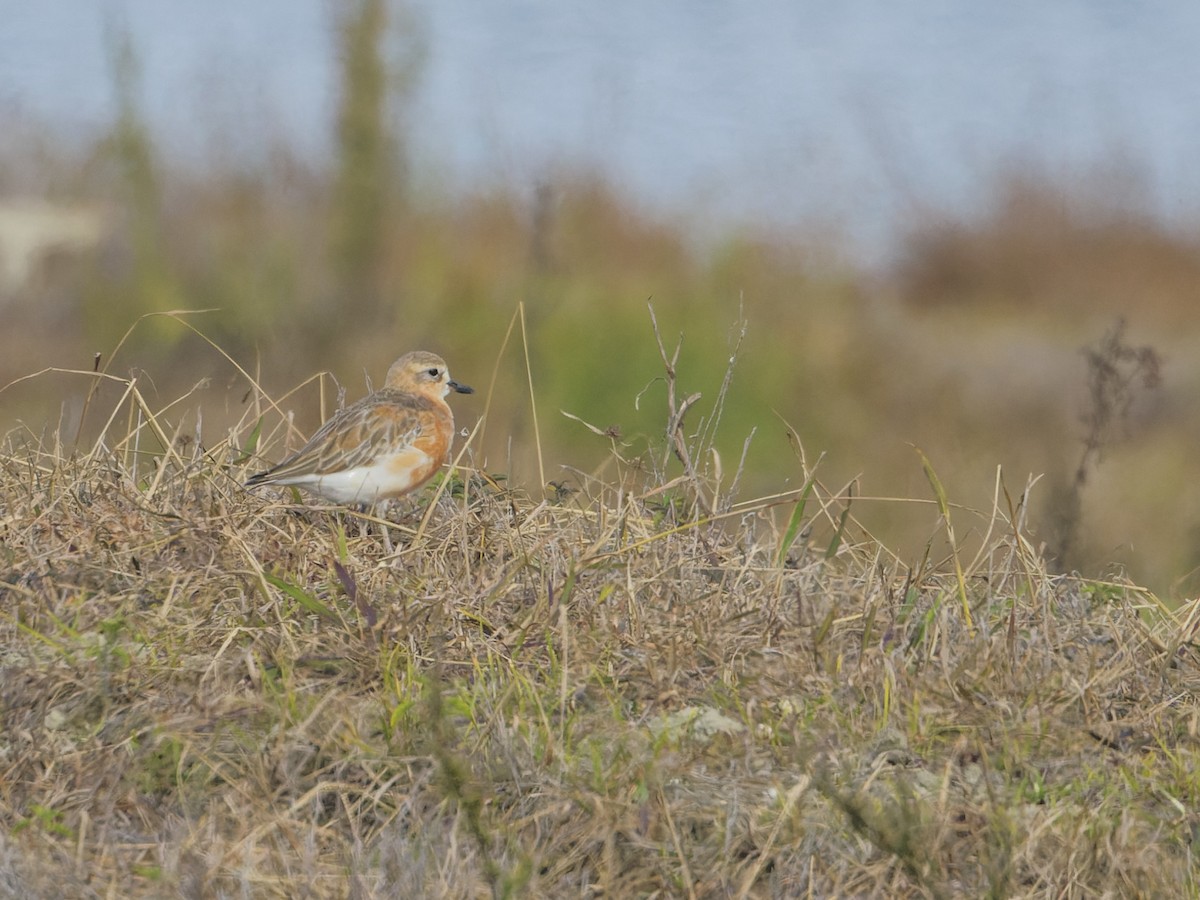 Red-breasted Dotterel - Angus Wilson