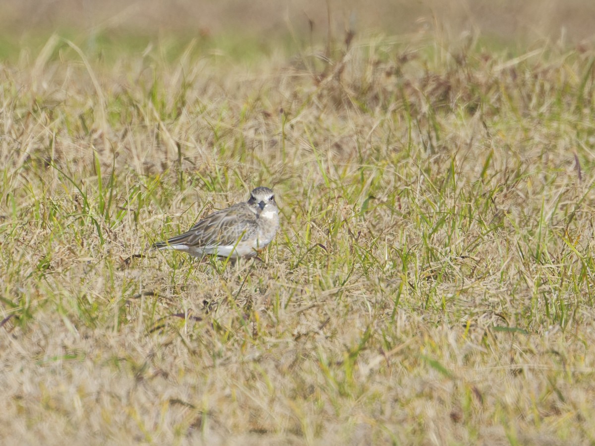 Red-breasted Dotterel - Angus Wilson