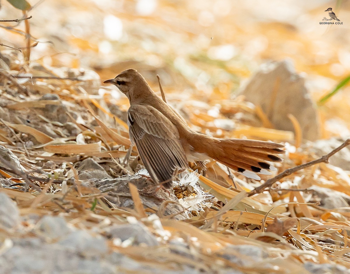 Rufous-tailed Scrub-Robin (Rufous-tailed) - Georgina Cole