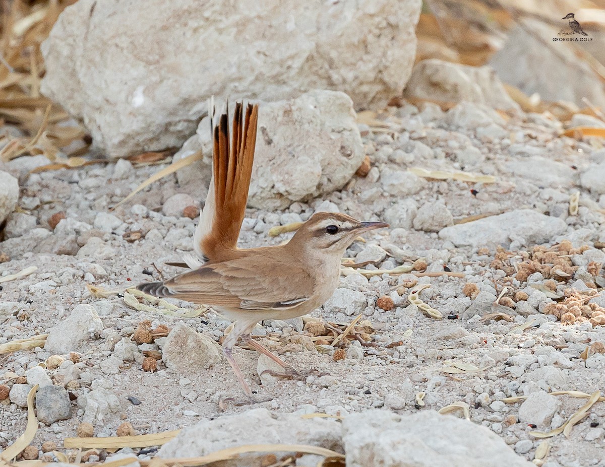 Rufous-tailed Scrub-Robin (Rufous-tailed) - Georgina Cole