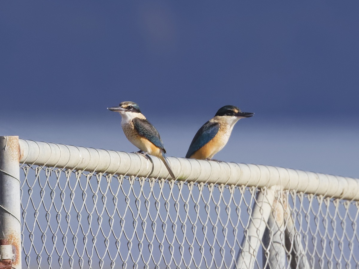 Sacred Kingfisher - Angus Wilson