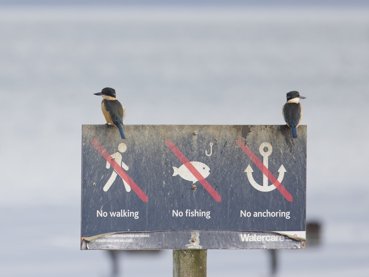 Sacred Kingfisher - Angus Wilson