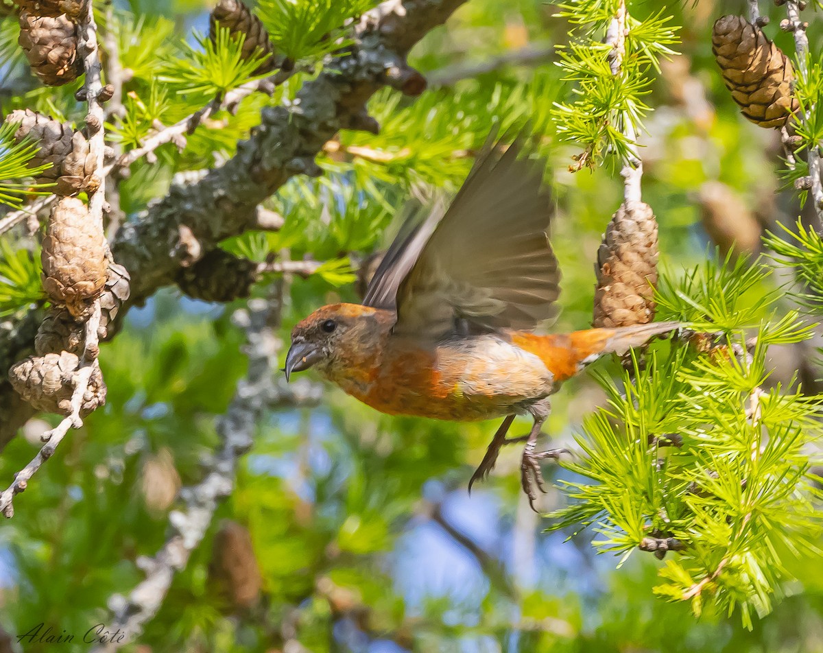 Red Crossbill - Alain Côté