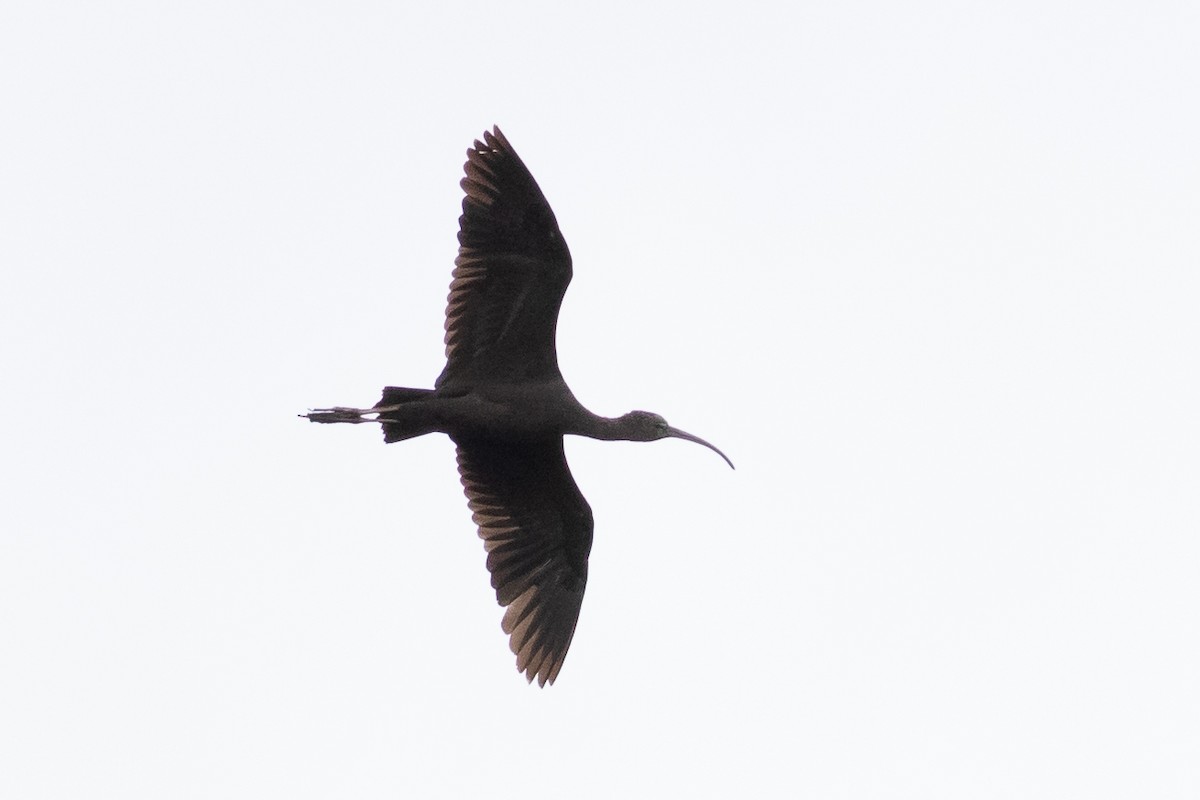 Glossy Ibis - Thomas Miller