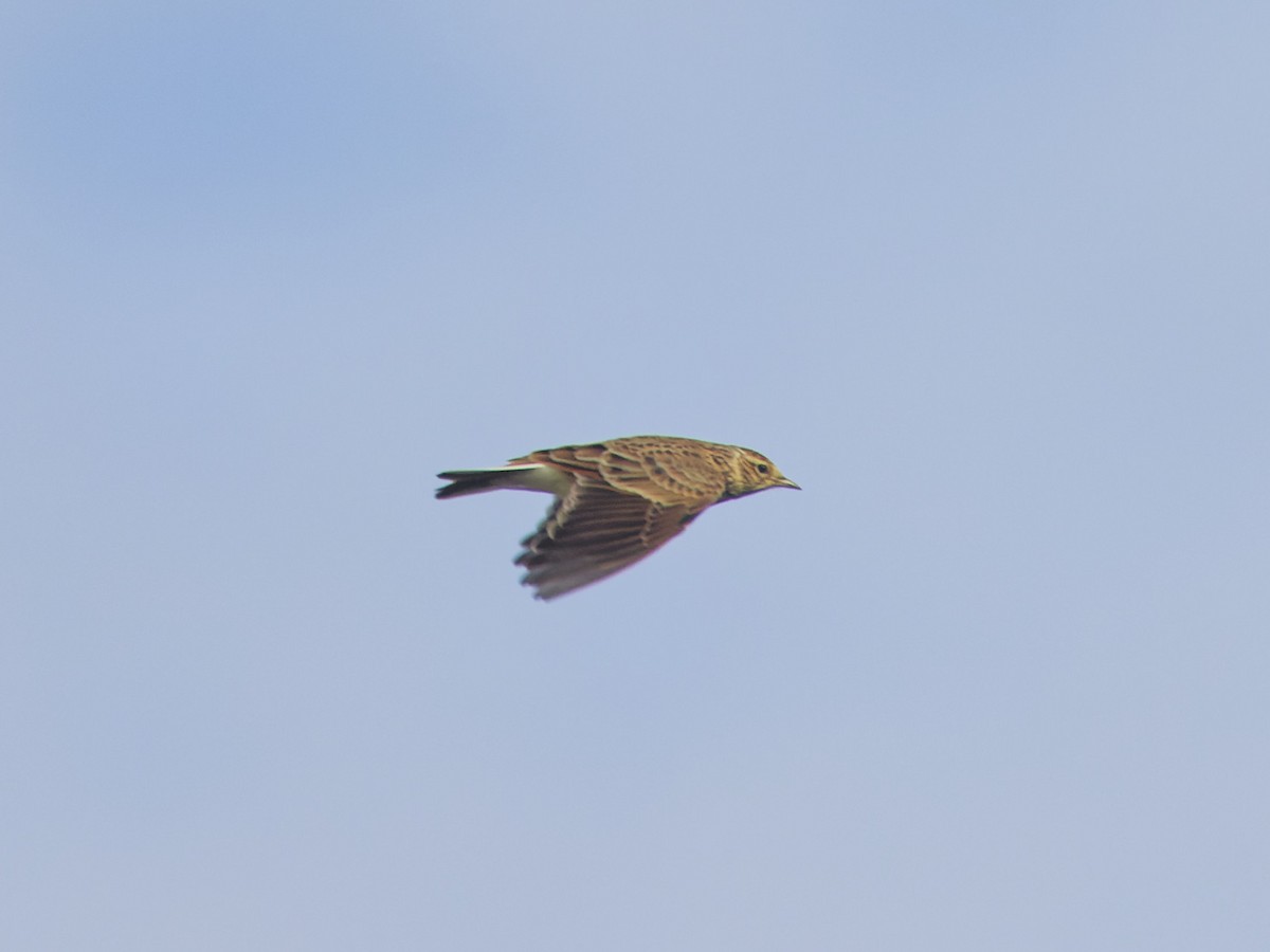 Eurasian Skylark - Angus Wilson