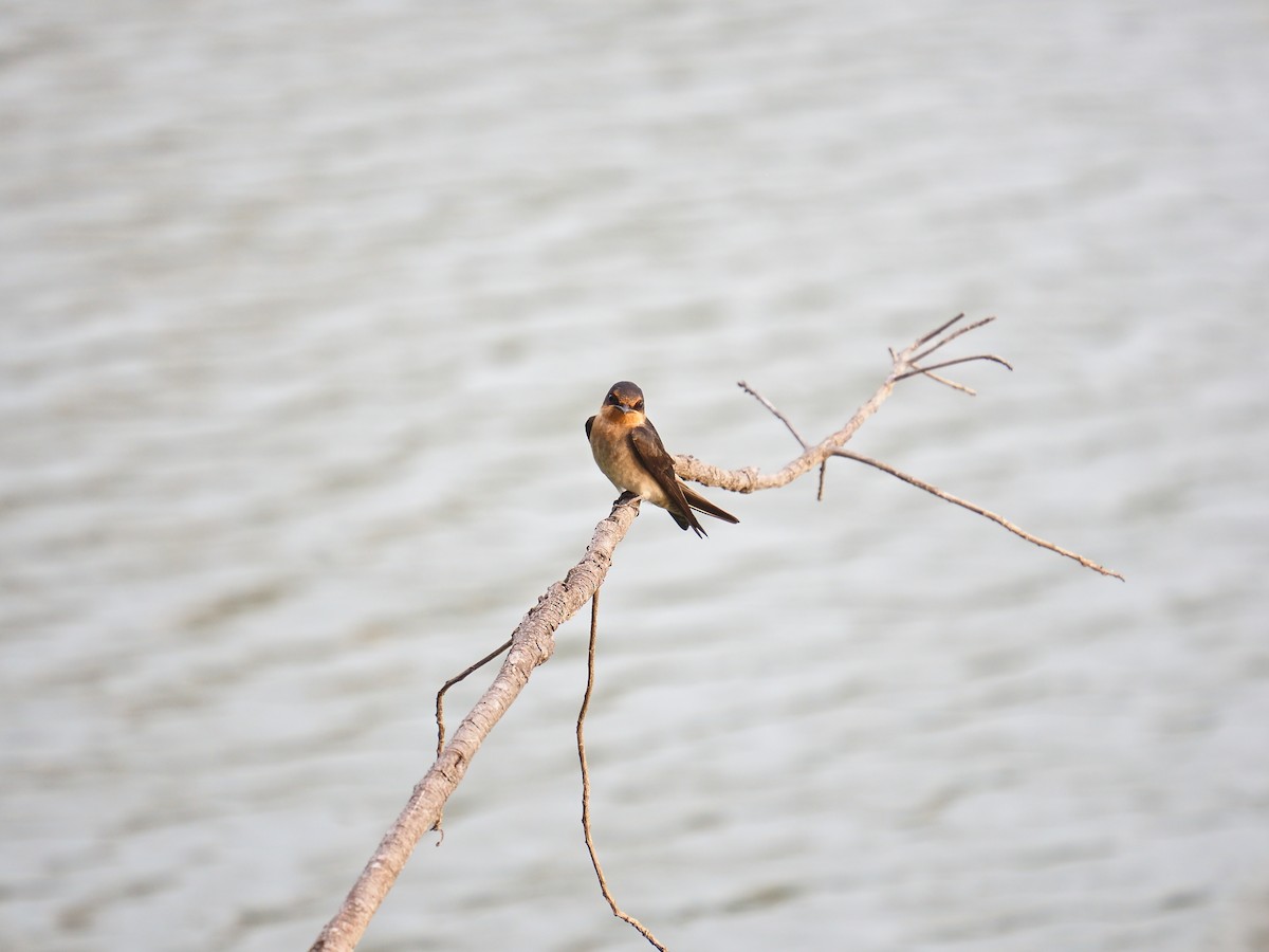 Pacific Swallow - Terago Hung