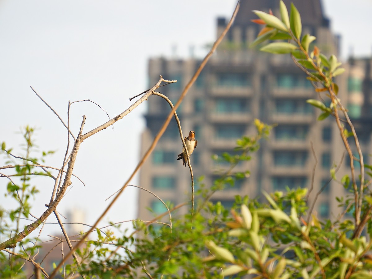 Barn Swallow - Terago Hung