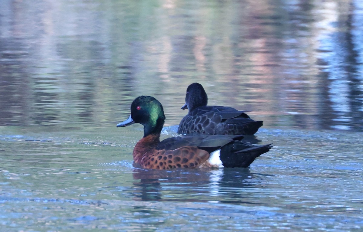 Chestnut Teal - Catarina Gregson