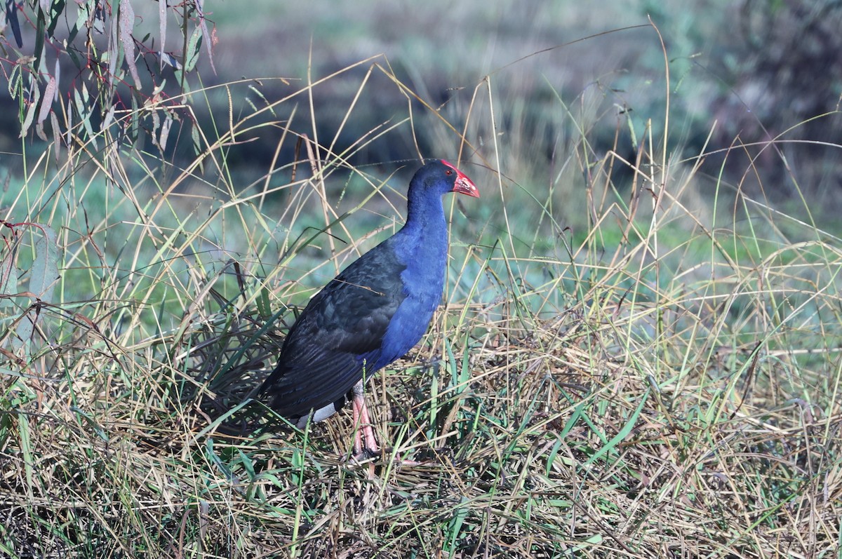 Australasian Swamphen - Catarina Gregson