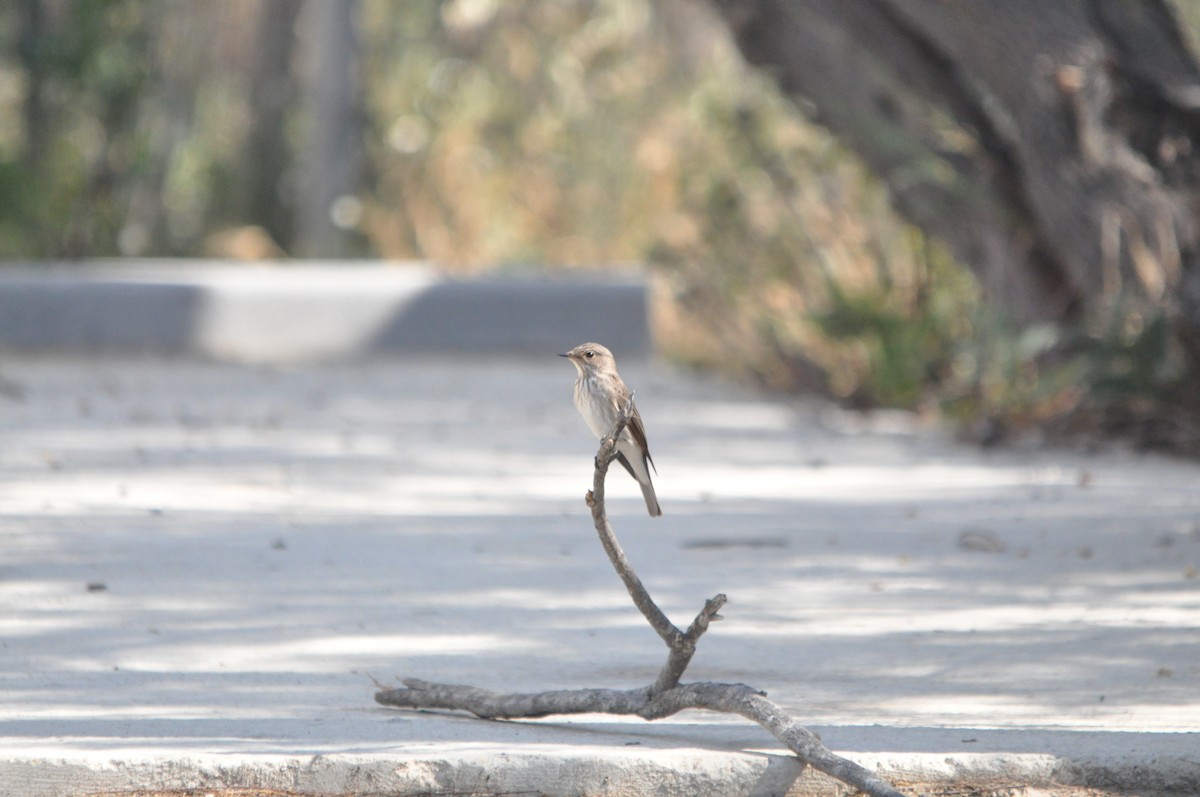 Spotted Flycatcher - Samuel Hilaire