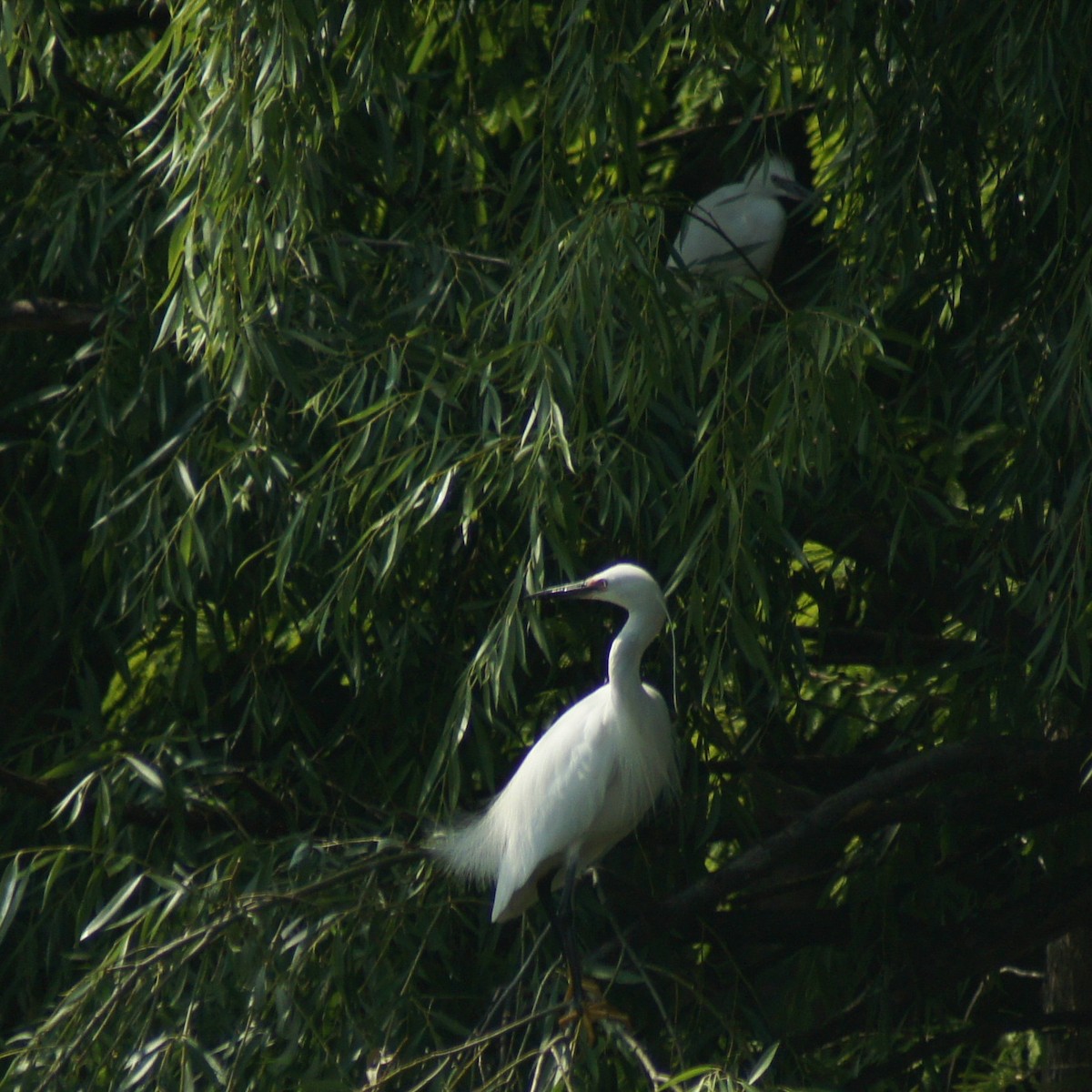 Great Egret - vivy tuan