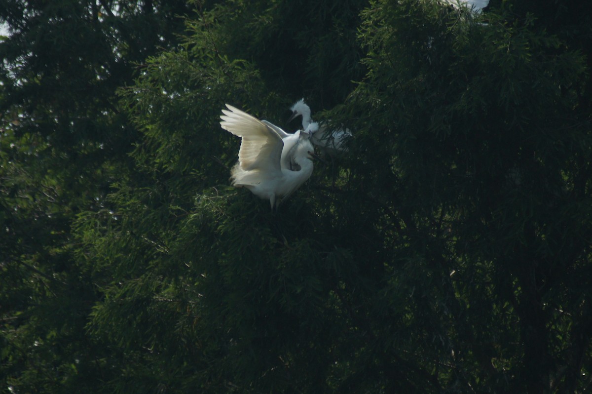 Great Egret - vivy tuan