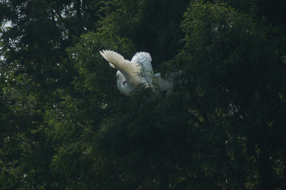 Great Egret - vivy tuan