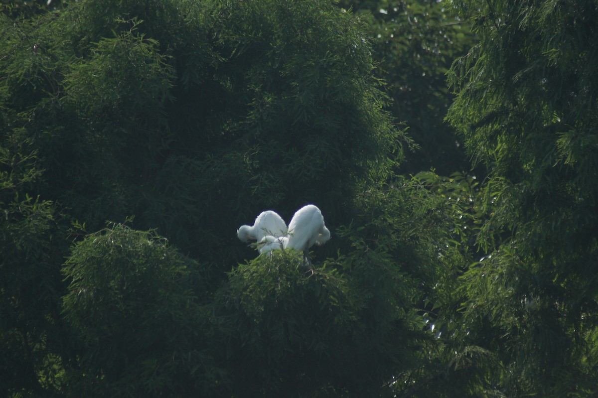 Great Egret - vivy tuan