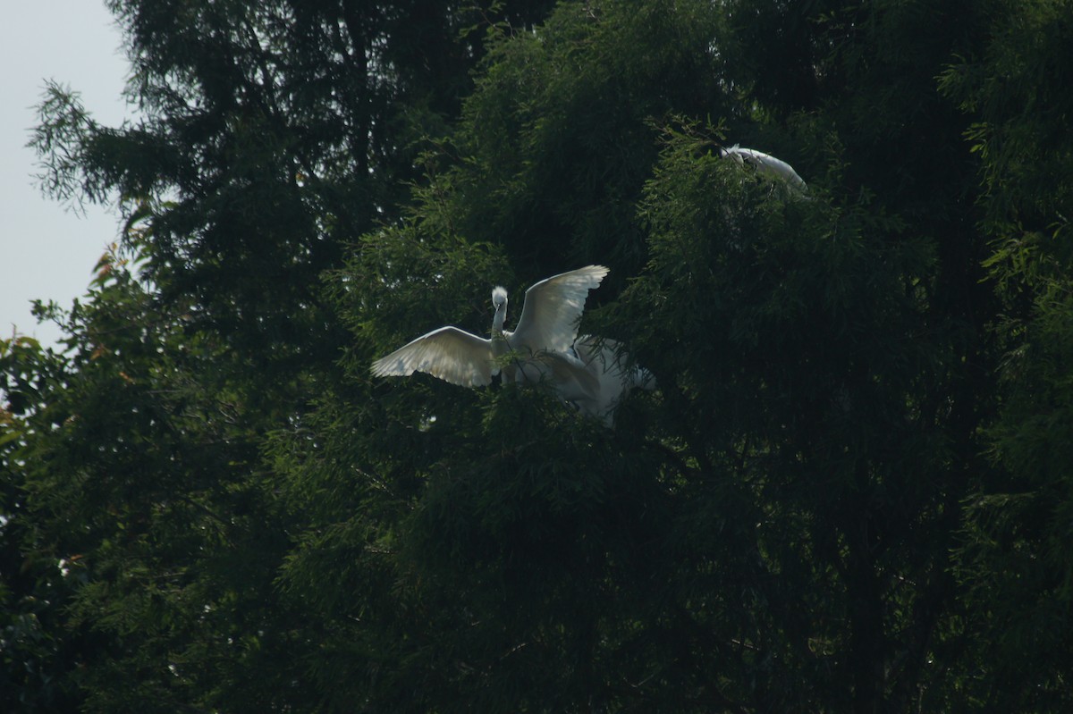 Great Egret - vivy tuan