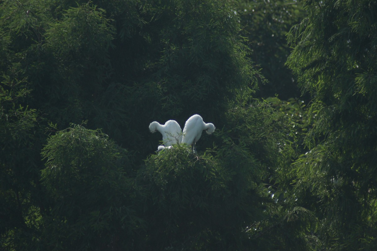 Great Egret - vivy tuan