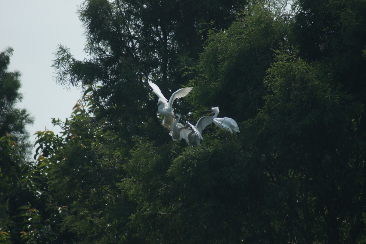 Great Egret - vivy tuan