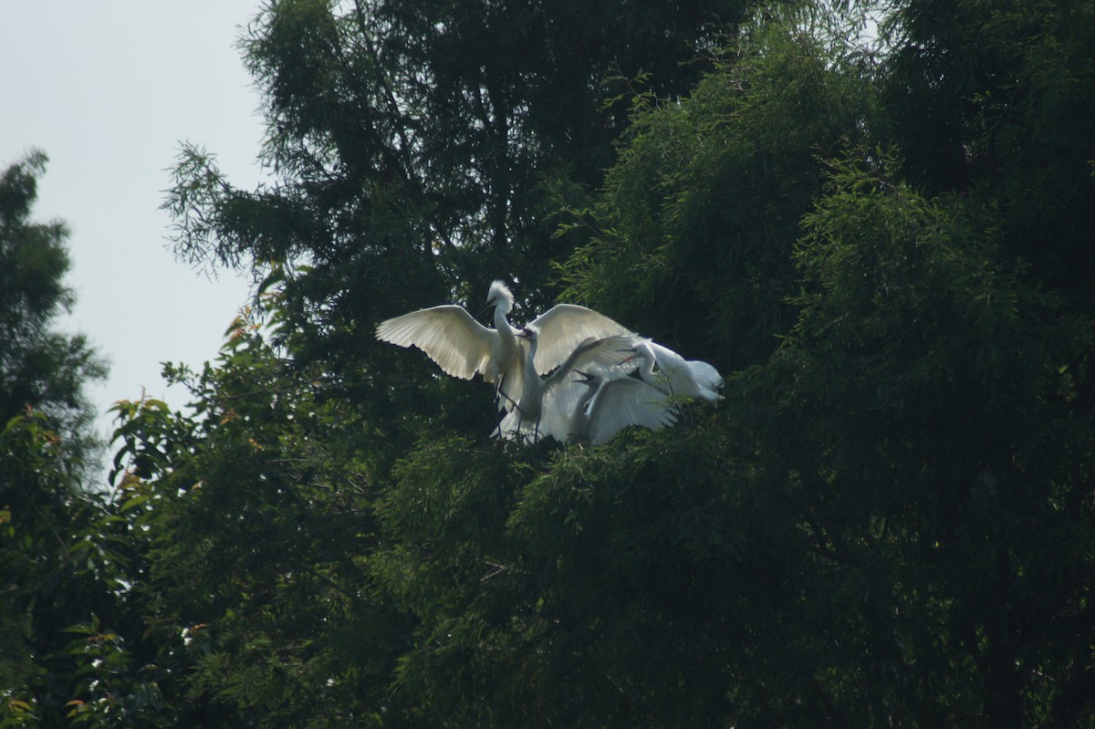 Great Egret - vivy tuan